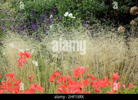 Deschampsia cespitosa 'Golden Veil' ornamental grass with hesperantha Coccinea in autumn border. Also called Deschampsia cespitosa 'Goldschleier'. UK Foto Stock