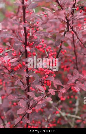 Berberis 'Rosy Glow' in autunno. Bacche e foglie autunnali di Berberis thunbergii atropurpurea 'Rose Glow'. Chiamato anche Barberry giapponese, Regno Unito Foto Stock