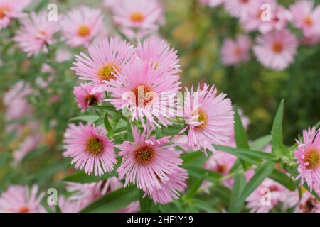 Aster 'Harrington's Pink'. Symphyotrichum novae-angliae 'Harrington's Pink New England astro fiore. REGNO UNITO Foto Stock