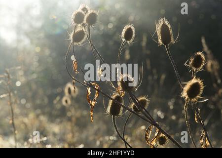 Paesaggio invernale su una mattina di inizio gennaio in Essex, Gran Bretagna, 2021. Tesel comuni / Dipsacus fullonum Foto Stock