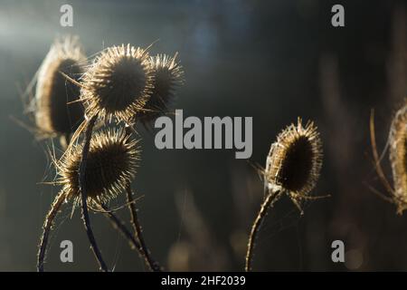 Paesaggio invernale su una mattina di inizio gennaio in Essex, Gran Bretagna, 2021. Tesel comuni / Dipsacus fullonum Foto Stock