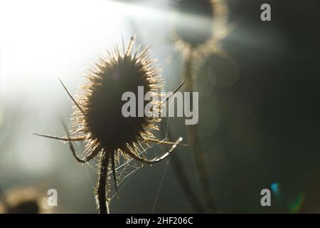 Paesaggio invernale su una mattina di inizio gennaio in Essex, Gran Bretagna, 2021. Tesel comuni / Dipsacus fullonum Foto Stock