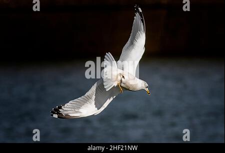 Un acquedotto in volo sull'acqua Foto Stock