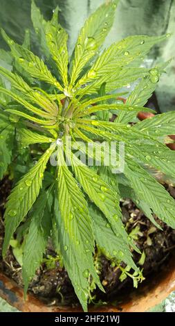 Coltivazione di marijuana, cannabis, all'aperto, Buenos Aires, Argentina Foto Stock