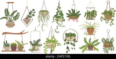 Piante appese, casalinghe interne in vaso in grucce di macrama. Pianta domestica in appendiabiti fatti a mano, casa elementi di arredamento vettore set. Fiori floreali e decorazione fogliame per la casa e l'ufficio Illustrazione Vettoriale