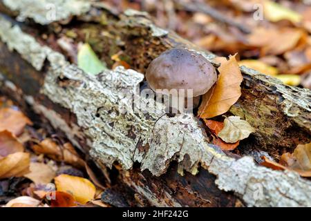 Scudo cervi fungo Pluteus cerrinus su un vecchio tronco di albero marcio nella foresta d'autunno Foto Stock