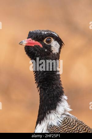 Profilo del maschio Corano Nero Settentrionale nel Kgalagadi Foto Stock