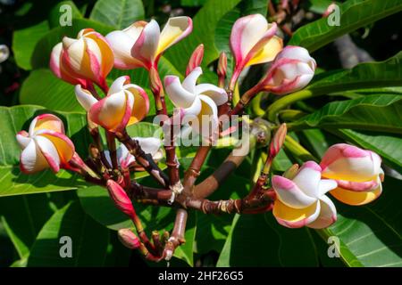 Fragranti e profumati fiori frangipani noti anche come plumeria, arbusti decidui trovati in molti contres tropicali e accovantando estesi significati culturali Foto Stock