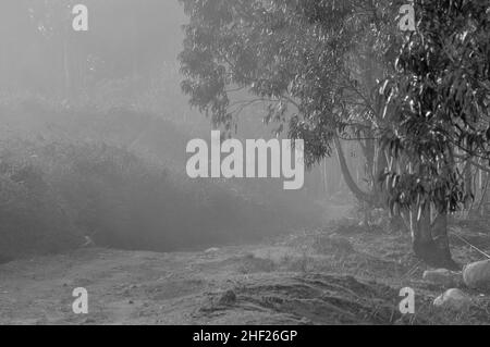 Sentiero per escursioni a nebbia sulle montagne di Monchique. Algarve, Portogallo Foto Stock