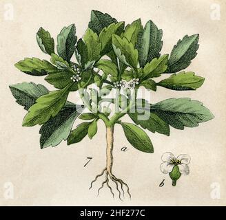 Anastatica Anastatica hierochuntica SYN. Anastatica hierochuntia, (libro di botanica, 1879), Rose von Gerico Foto Stock