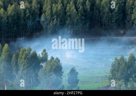 Nebbia e alberi a Monchique. Algarve, Portogallo Foto Stock