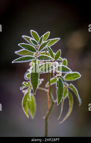 Gelo sulle foglie di un cespuglio di rose in una giornata di inverni soleggiati Foto Stock