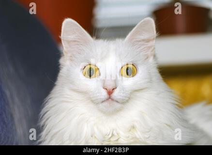 Un gatto turco Angora dai capelli lunghi guarda nella fotocamera. Foto Stock