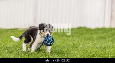 Piccolo confine Collie cucciolo cane sta giocando con una palla blu su un prato Foto Stock