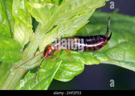 L'orecchio europeo (Forficula auricaria) su una foglia. Foto Stock