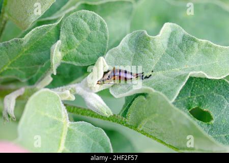 La parrucca europea (Forficula auricaria) che mangia le giovani foglie su una melanzana. Foto Stock