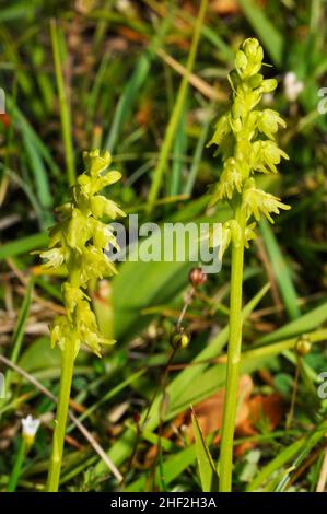 Musk Orchid 'Herminium monorchis' colline calcaree,close up,da giugno a luglio, Cotswolds, Gloucestershire, England, Regno Unito Foto Stock