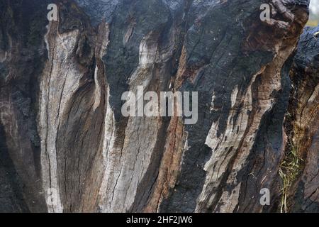 Modelli visti su un tronco di albero charred. Foto Stock