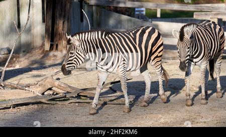 Due zebre prigioniere di damara (Equus burchelli antiquorum) che camminano insieme nella loro stalla Foto Stock