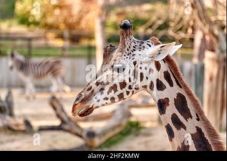 Primo piano della testa di una giraffa vista lateralmente Foto Stock