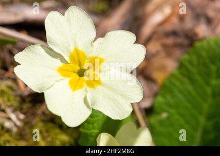 Ripresa macro di un comune primula (primula vulgaris) in fiore Foto Stock