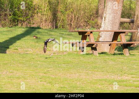 Un'anatra selvaggia vola su un prato in bel tempo. Foto Stock