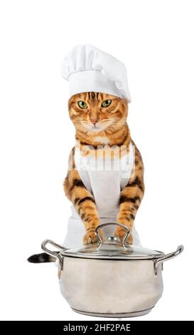 Un gatto in un cuochi vestiti tiene una pentola di cibo con le sue zampe su uno sfondo bianco. Foto Stock