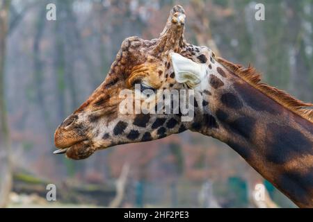 Portetto di giraffa. Primo piano della testa con la linguetta verso l'esterno. Foto Stock