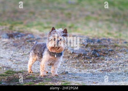 Ritratto di un cane piccolo. Yorkshire Terrier in piedi sulla spiaggia. Ha un francobollo e un ciondolo di nome sul collo Foto Stock