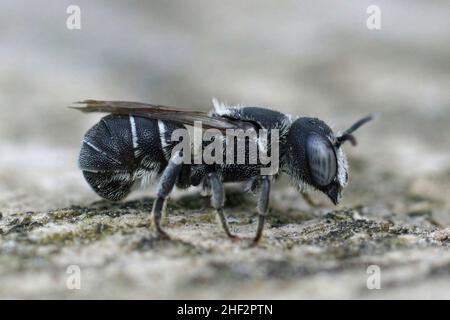 Primo piano di una piccola ape di resina femminile, Heriades crenulatus nel Gard , Francia seduta su un pezzo di legno Foto Stock
