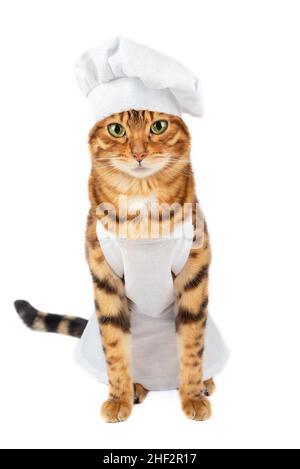Ritratto di un bel gatto chef in beretto e abito bianco su sfondo bianco, scatto studio Foto Stock