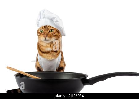 Il gatto cuoce il cibo in una padella su sfondo bianco. Spazio copia Foto Stock