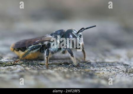 Closeup su un'ape mediterranea femmina di legno, Lithurgus chrysurus seduta su un pezzo di legno nel sud della Francia Foto Stock