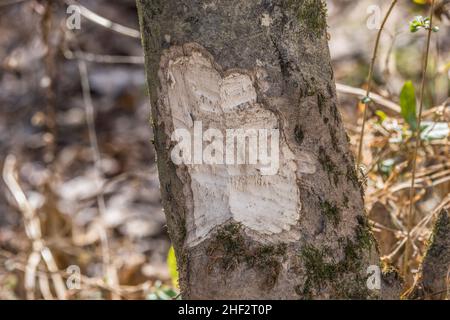 Denti segni da un castoro nel legno molle dell'albero con la corteccia andato esponendo le parti masticate vista closeup Foto Stock