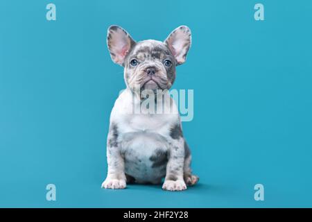 Merle francese Bulldog cucciolo cane seduta di fronte a sfondo blu Foto Stock