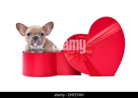 Cucciolo di San Valentino. Lilla rosso Fawn francese Bulldog cane che sbuccia di rosso cuore a forma di scatola regalo su sfondo bianco Foto Stock