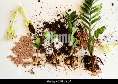 Il processo di trapiantare un fiore di casa in una nuova pentola su uno sfondo bianco. Foto Stock