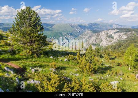 Vista del canyon di Tara dal monte Curevac, Montenegro. Foto Stock