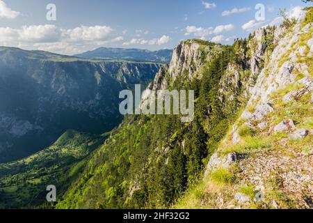 Vista del canyon di Tara dal monte Curevac, Montenegro. Foto Stock