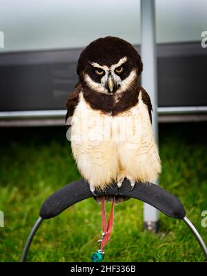 Captive Spectacled Owl (Pulsatrix Perspicillata) in mostra al Culcheth Community Day 2019 - di proprietà di rapaci di Wild Wings Foto Stock