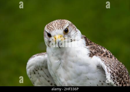 Un Captive Gyr/SAKER Falcon (Falco rusticolus) in mostra al Culcheth Community Day 2019 - di proprietà degli uccelli rapaci delle ali selvatiche Foto Stock