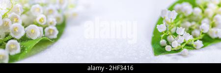 Giglio della valle, fiori bianchi primaverili in fiore, isolato su sfondo bianco, fuoco selettivo, banner con spazio libero per la copia del testo Foto Stock