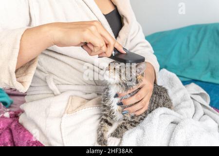 Donna irriconoscibile che spazzolava un gatto appena bagnato seduto sul letto Foto Stock