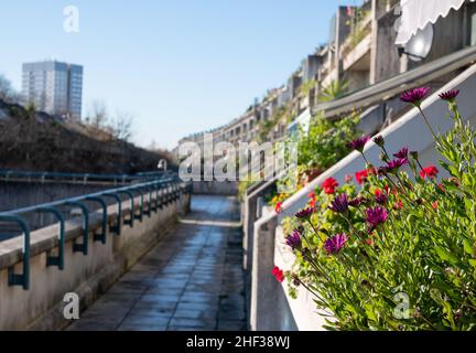 Il brutalista Alexandra e Ainsworth Estate a Rowley Way, St John's Wood, Londra, progettato nel 1960s e costruito nel 970s. Fiori in primo piano. Foto Stock