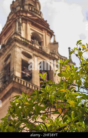 Detalle de la rama de un Naranjo con la Torre-Minarete detrás, en el patio de los Naranjos de la Mezquita-Catedral de Córdoba, España Foto Stock