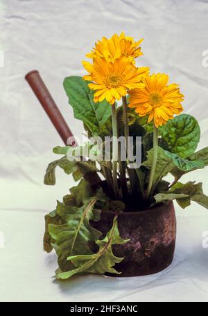 Gerbera jamesonii con fiori gialli che crescono in una vecchia pentola di cottura in ghisa. Un grumo che forma sempreverde che fiorisce durante l'estate. Foto Stock