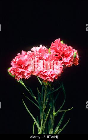 Primo piano di Dianthus Devon Pride fiori impostato su sfondo nero un sempreverde perenne che è completamente hardy. Chiamato anche Carnation o Pink Foto Stock