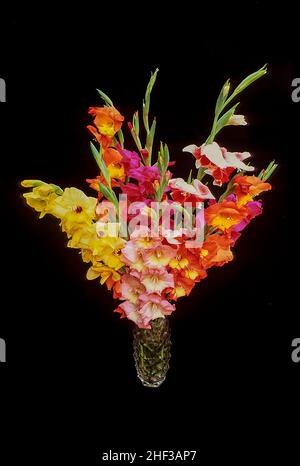 Gladioli misto in vaso di vetro su sfondo nero. Foto Stock