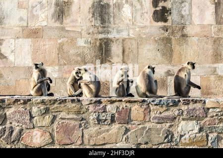 Monkey Temple Galwar Bagh a Jaipur, India Foto Stock