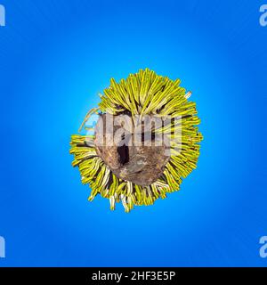 Verde cactus sulla passeggiata costiera lungo l'oceano in Playa Blanca, Lanzarote, Isole Canarie, Spagna Foto Stock